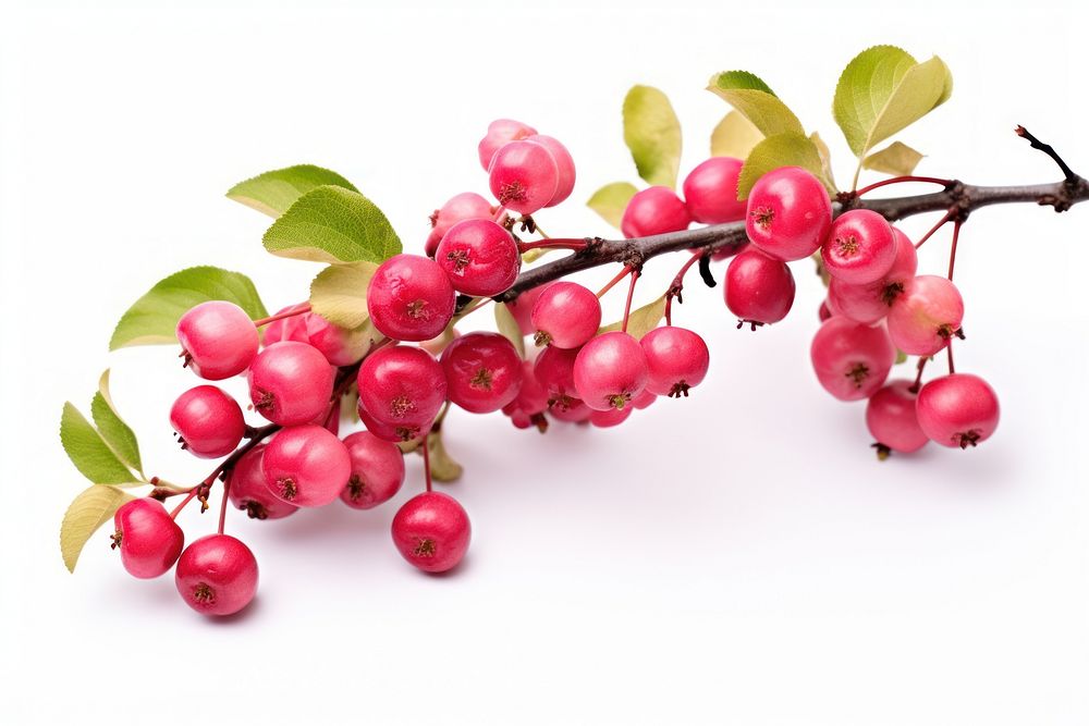 Plant fruit berry leaf. AI generated Image by rawpixel.
