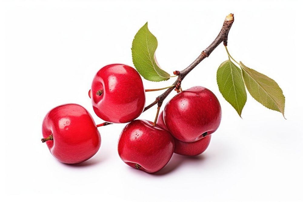 Cherry fruit plant food. 