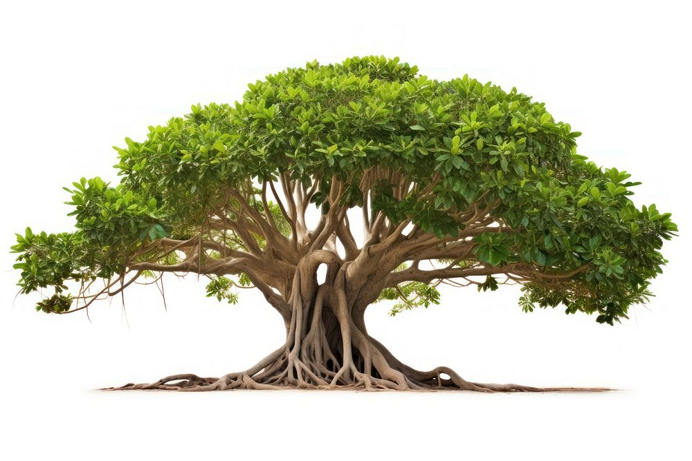 Tree bonsai banyan plant. AI generated Image by rawpixel.