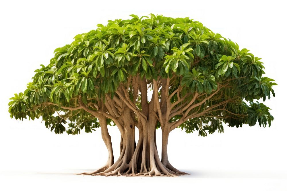 Tree bonsai plant white background. AI generated Image by rawpixel.