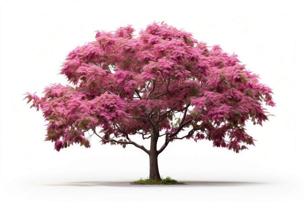 Tree outdoors blossom flower. AI generated Image by rawpixel.