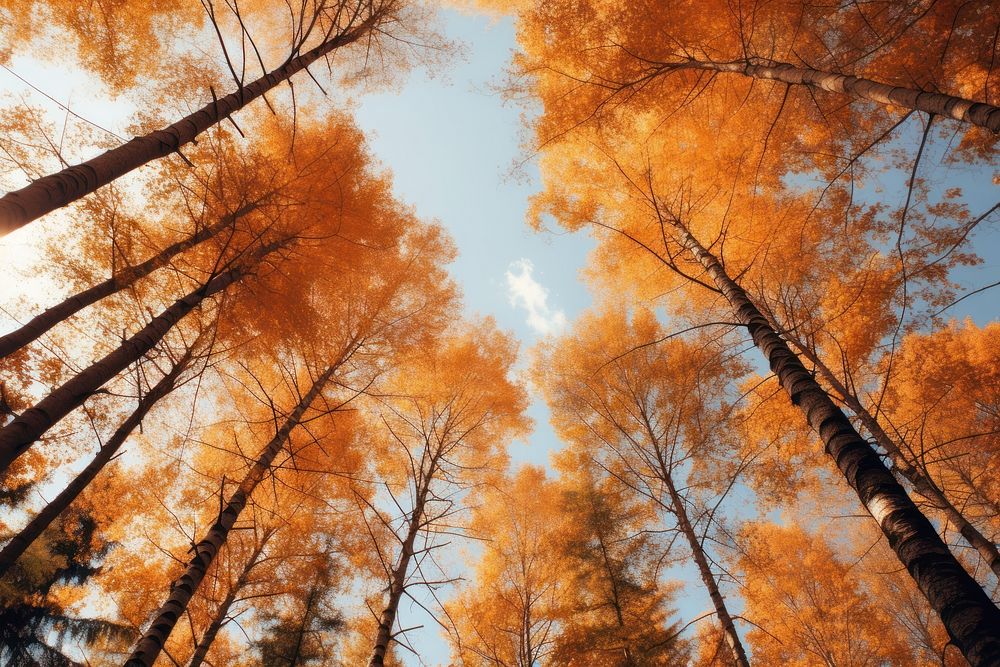 Autumn forest backgrounds outdoors. AI generated Image by rawpixel.