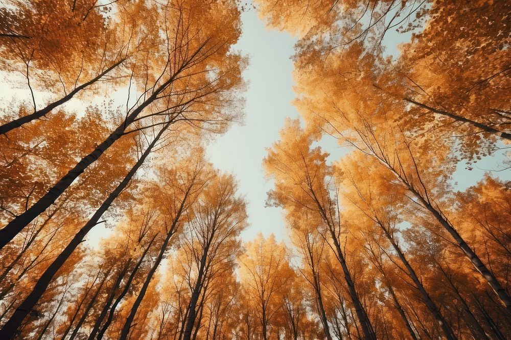 Autumn forest backgrounds landscape. AI generated Image by rawpixel.