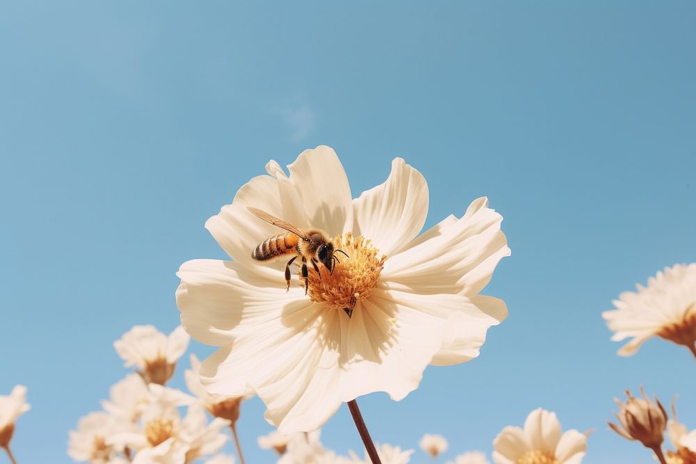 Flower bee outdoors blossom. AI generated Image by rawpixel.