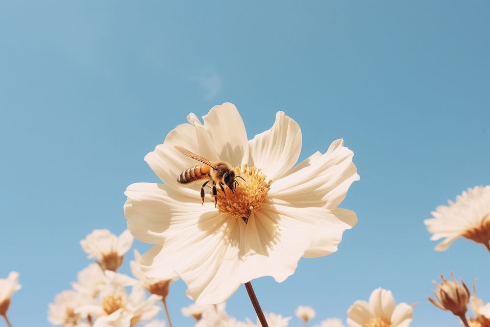 Flower bee outdoors blossom. 