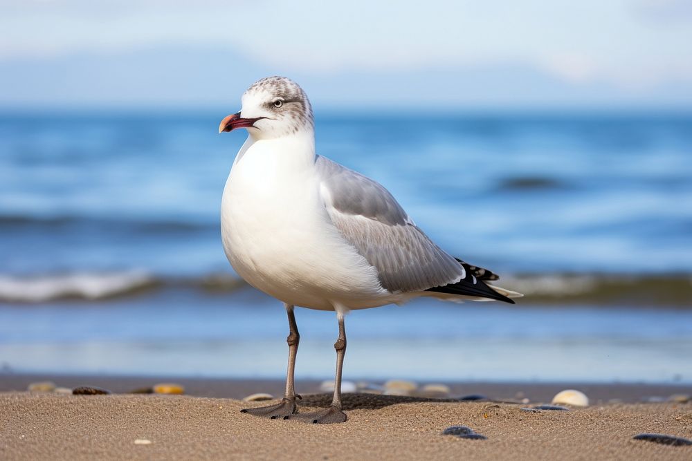 Beach outdoors seagull animal. 