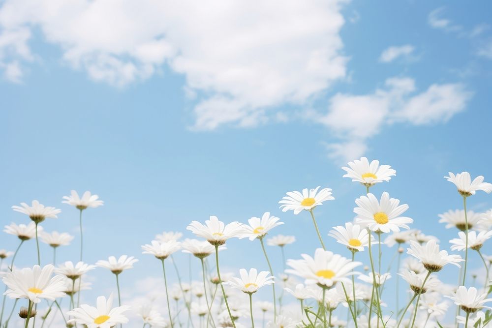 Daisy sky backgrounds outdoors. AI generated Image by rawpixel.