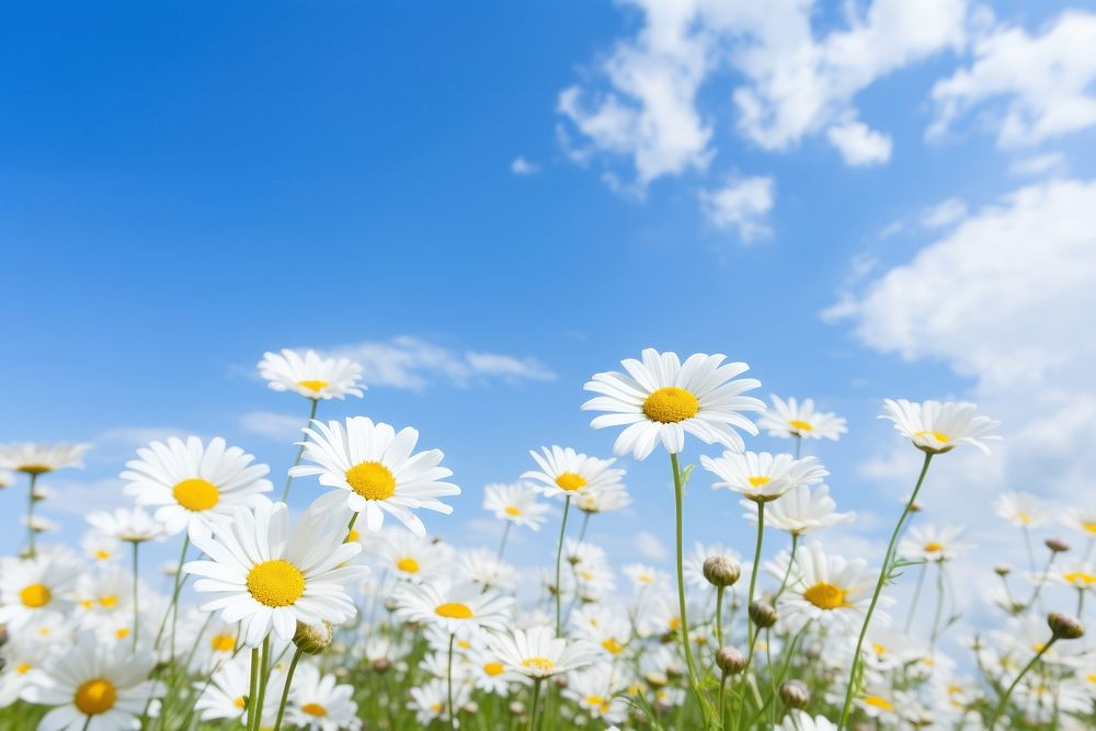 Daisy sky backgrounds landscape. AI generated Image by rawpixel.