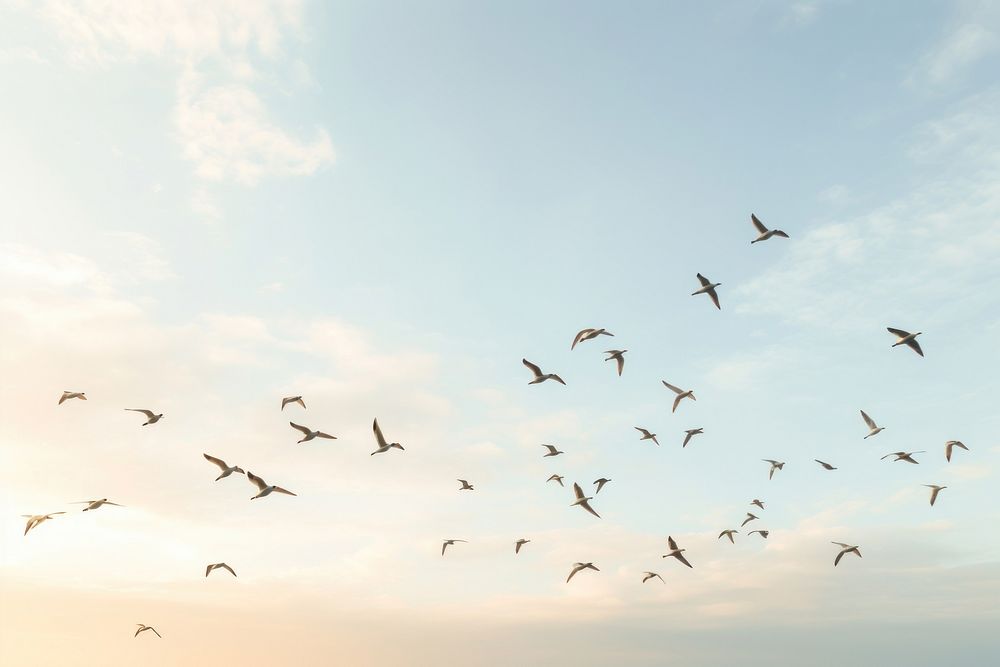 Flock bird sky backgrounds. AI generated Image by rawpixel.