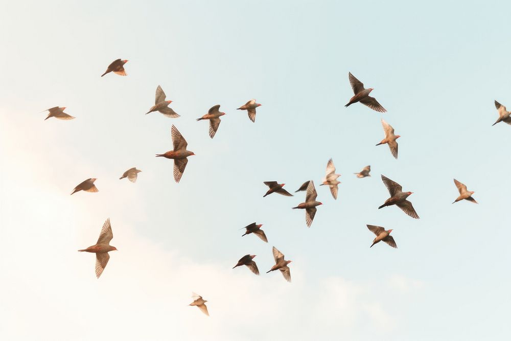 Flock bird animal flying. AI generated Image by rawpixel.