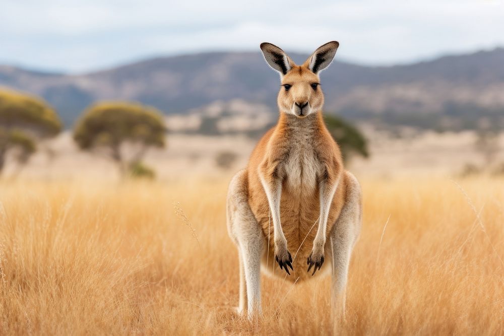 Kangaroo wallaby mammal animal. AI generated Image by rawpixel.