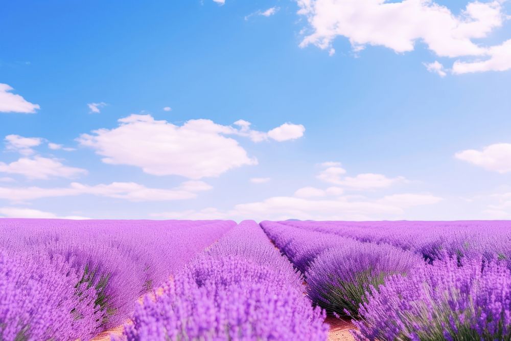 Lavender sky outdoors. 