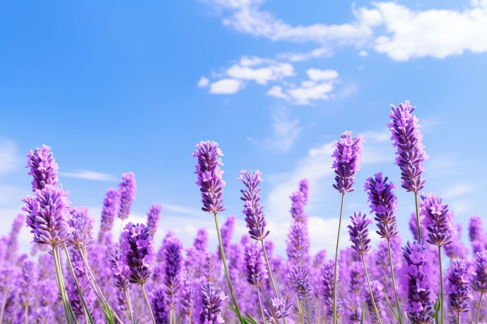 Lavender sky backgrounds landscape. 