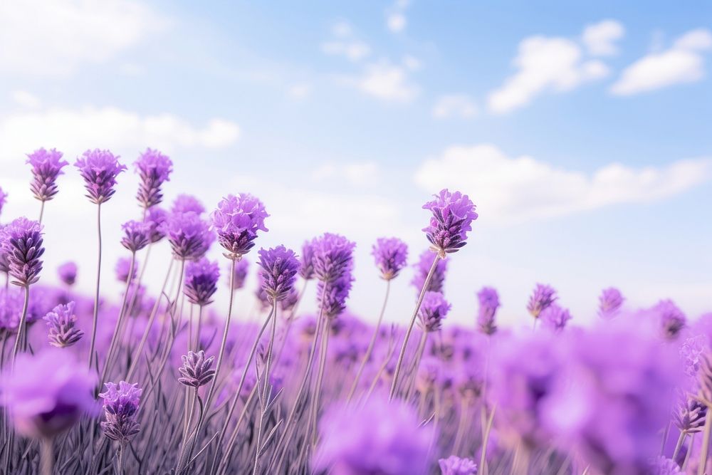 Lavender sky landscape outdoors. AI generated Image by rawpixel.