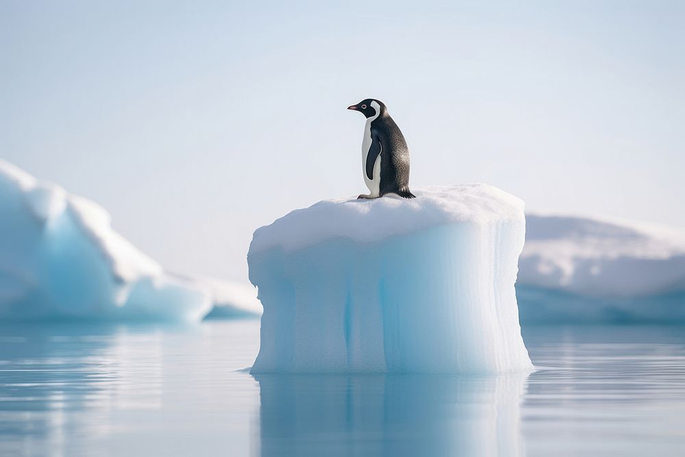 Penguin ice outdoors iceberg. 