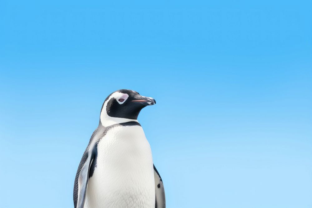 Penguin animal bird sky. AI generated Image by rawpixel.