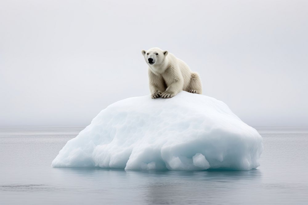 Bear ice wildlife outdoors. 