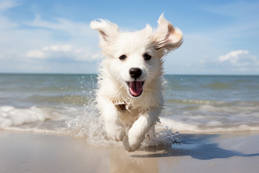 Animal beach outdoors running. AI generated Image by rawpixel.