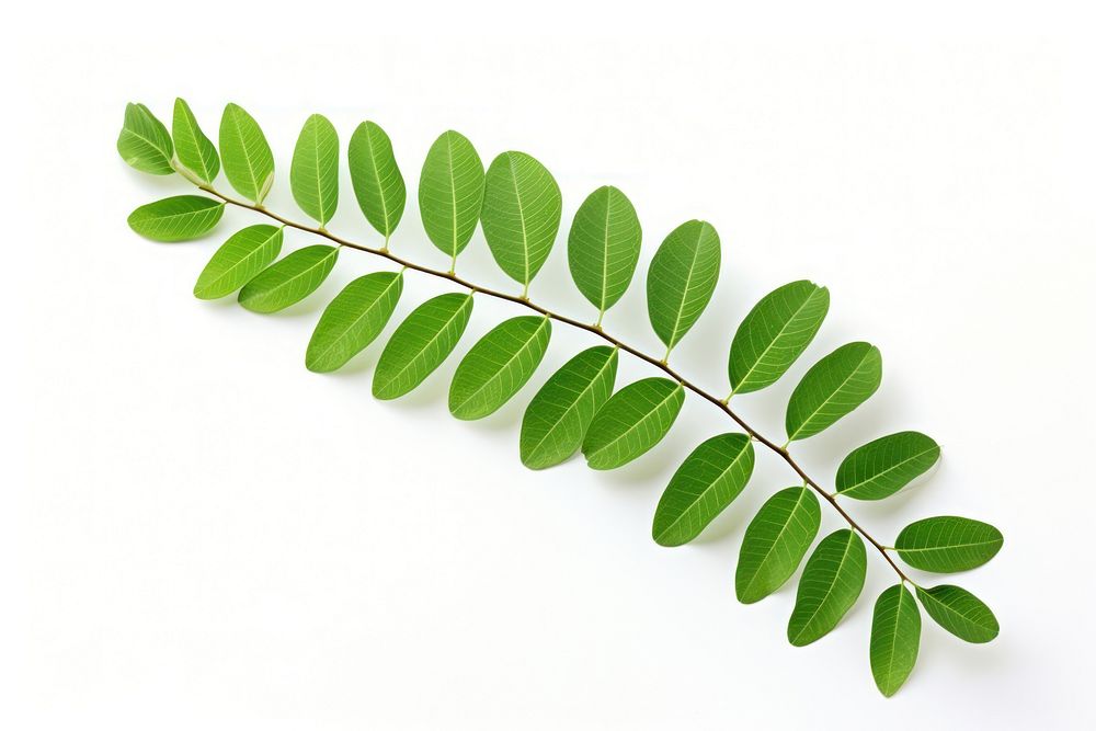 Leaf plant herbs tree. AI generated Image by rawpixel.