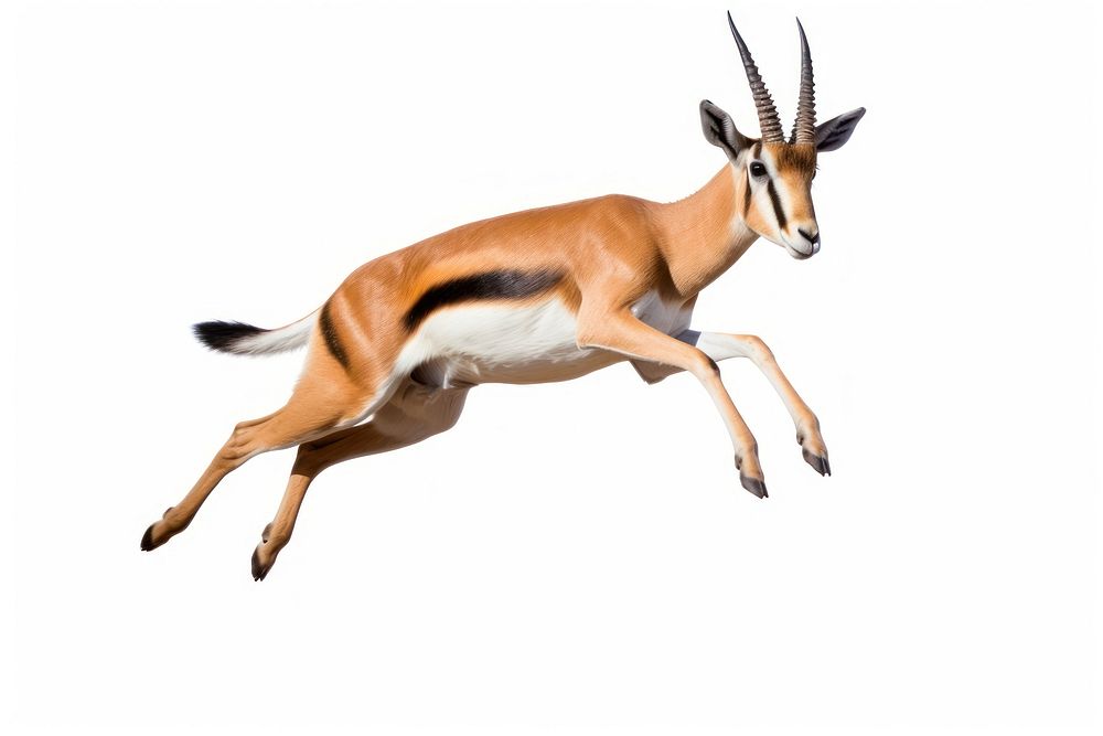 Springbok wildlife jumping animal. AI generated Image by rawpixel.