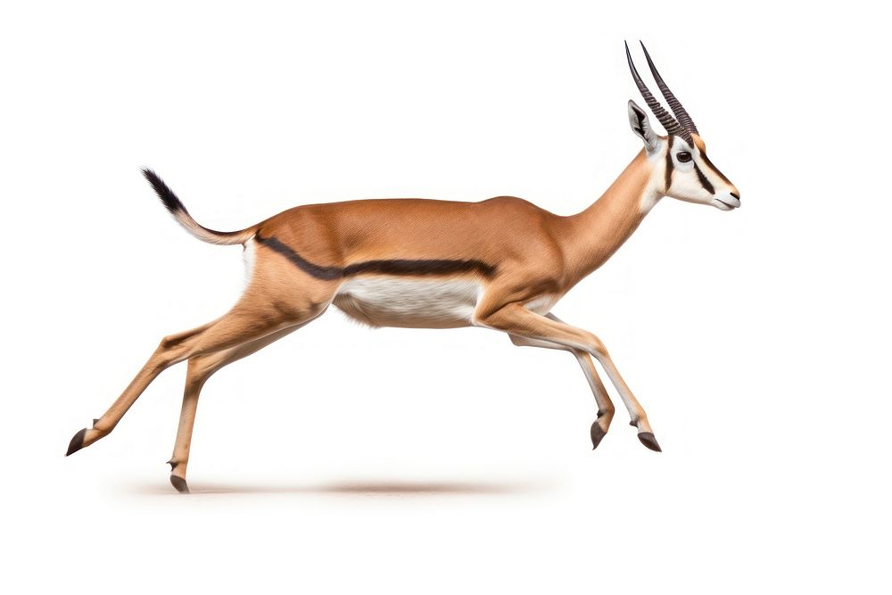 Springbok running wildlife animal mammal. 