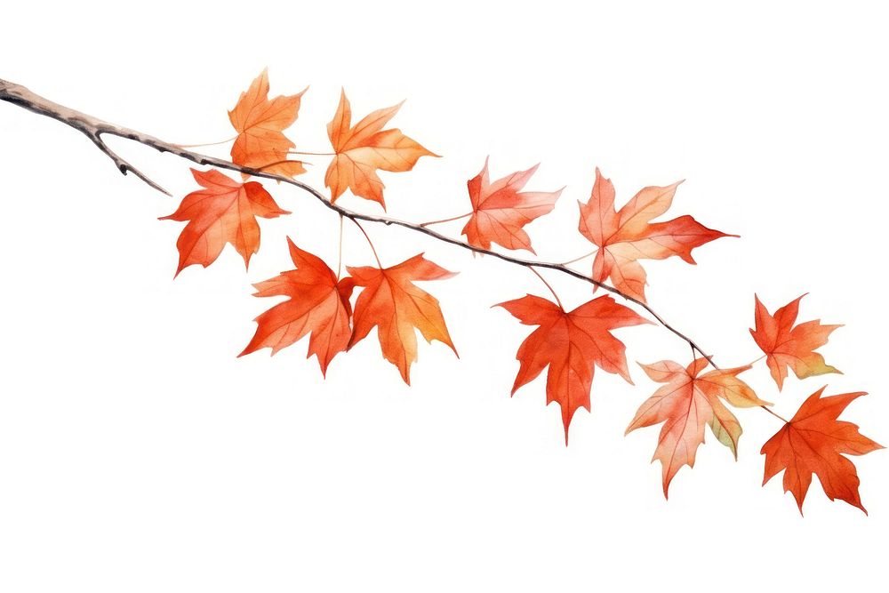 Maple tree branch plant. AI generated Image by rawpixel.