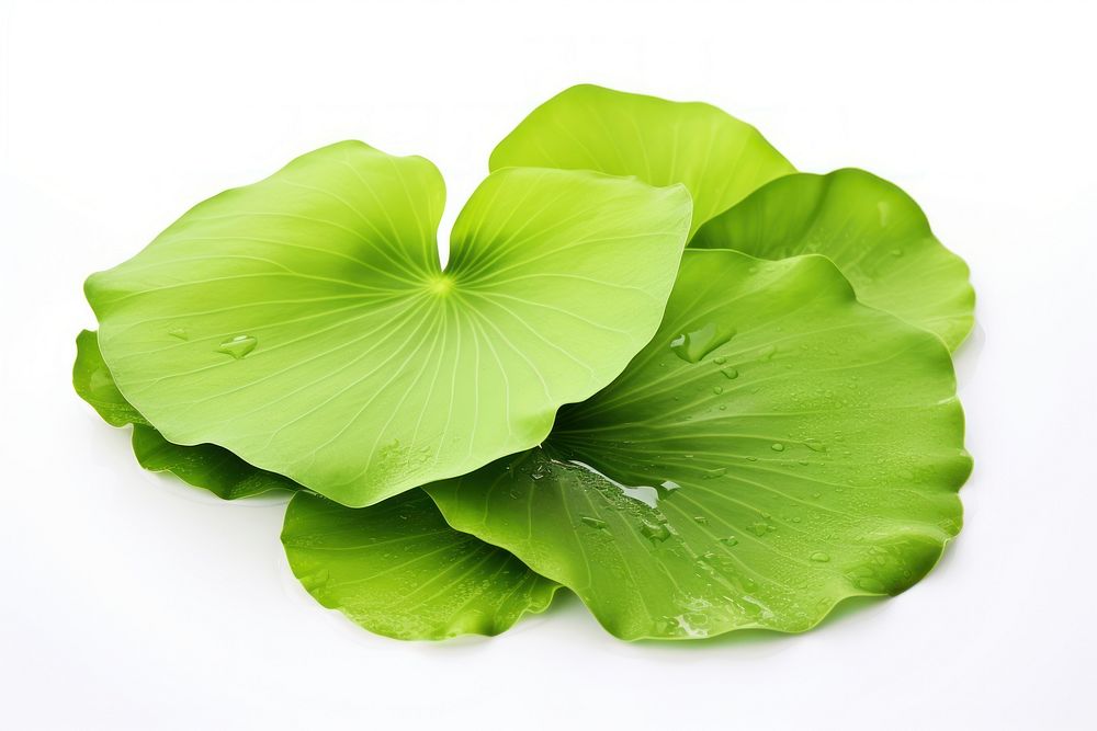 Leaf plant petal green. AI generated Image by rawpixel.