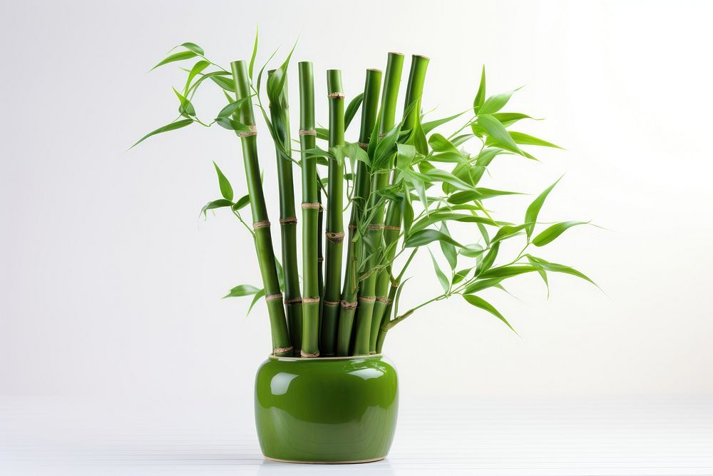 Bamboo plant green vase. AI generated Image by rawpixel.