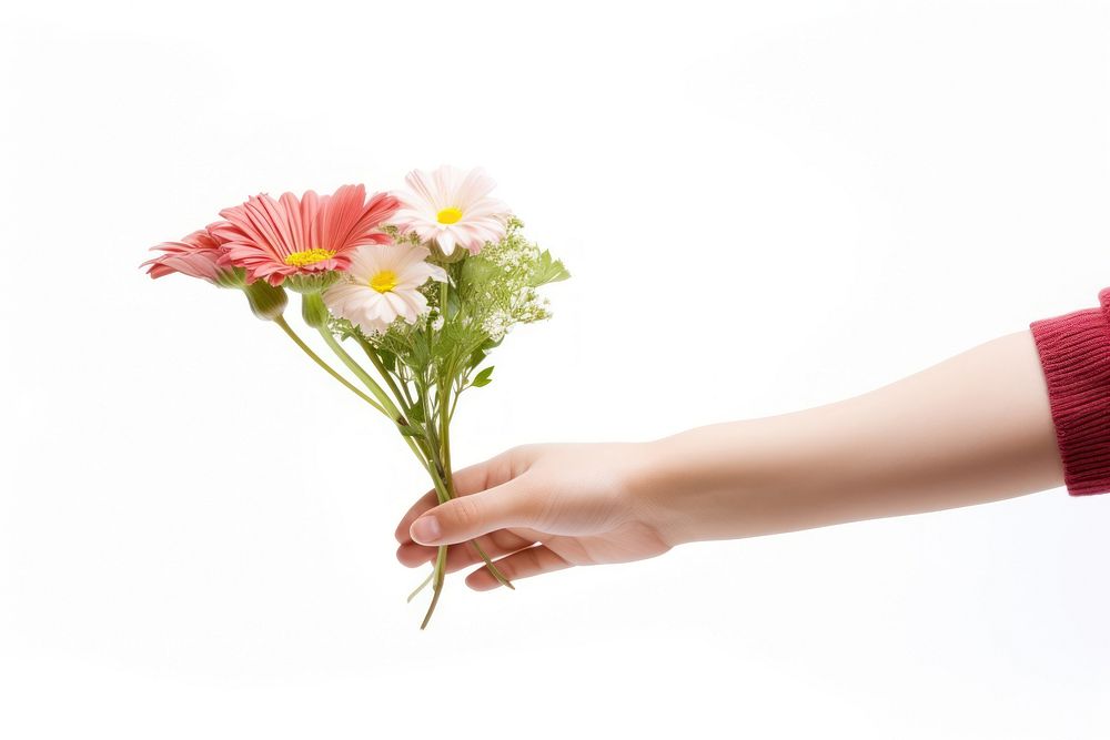 Flower finger plant daisy. AI generated Image by rawpixel.