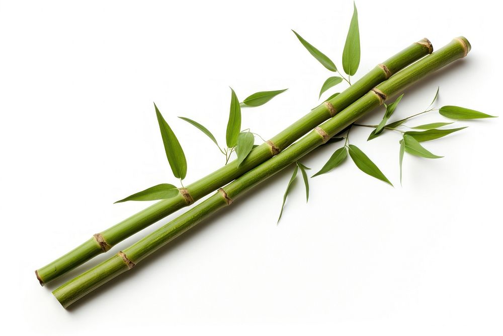 Bamboo plant white background asparagus. AI generated Image by rawpixel.