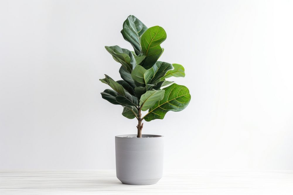 Leaf plant houseplant freshness. AI generated Image by rawpixel.
