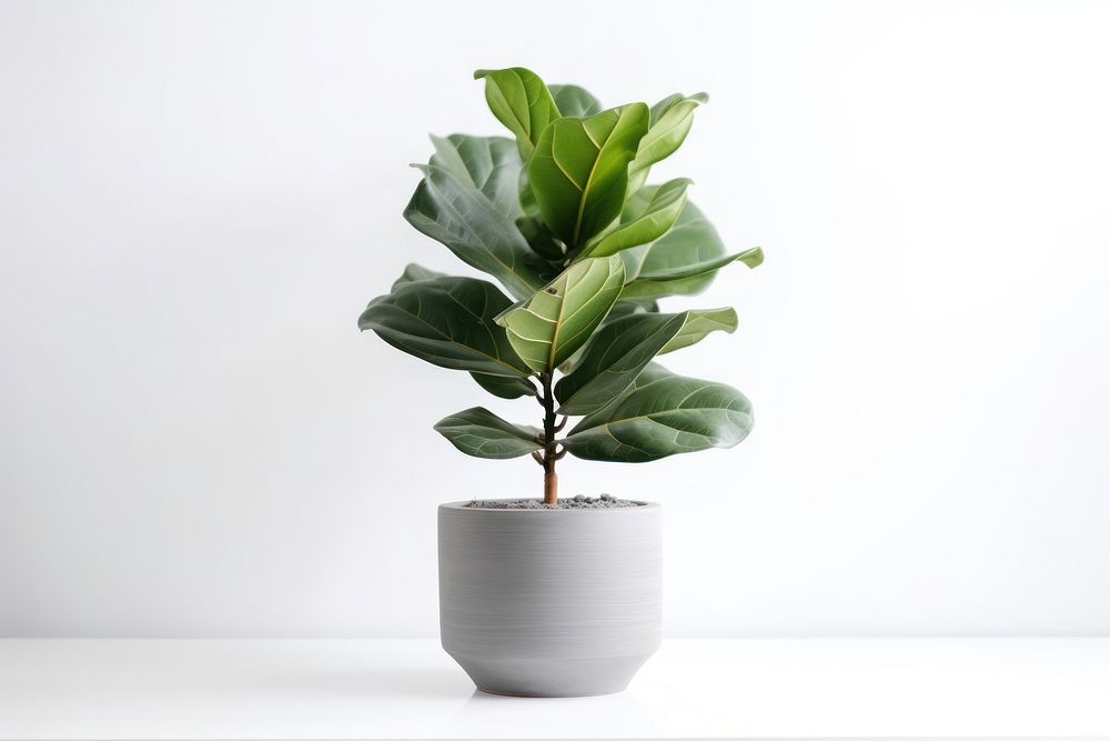 Leaf bonsai plant vase. AI generated Image by rawpixel.