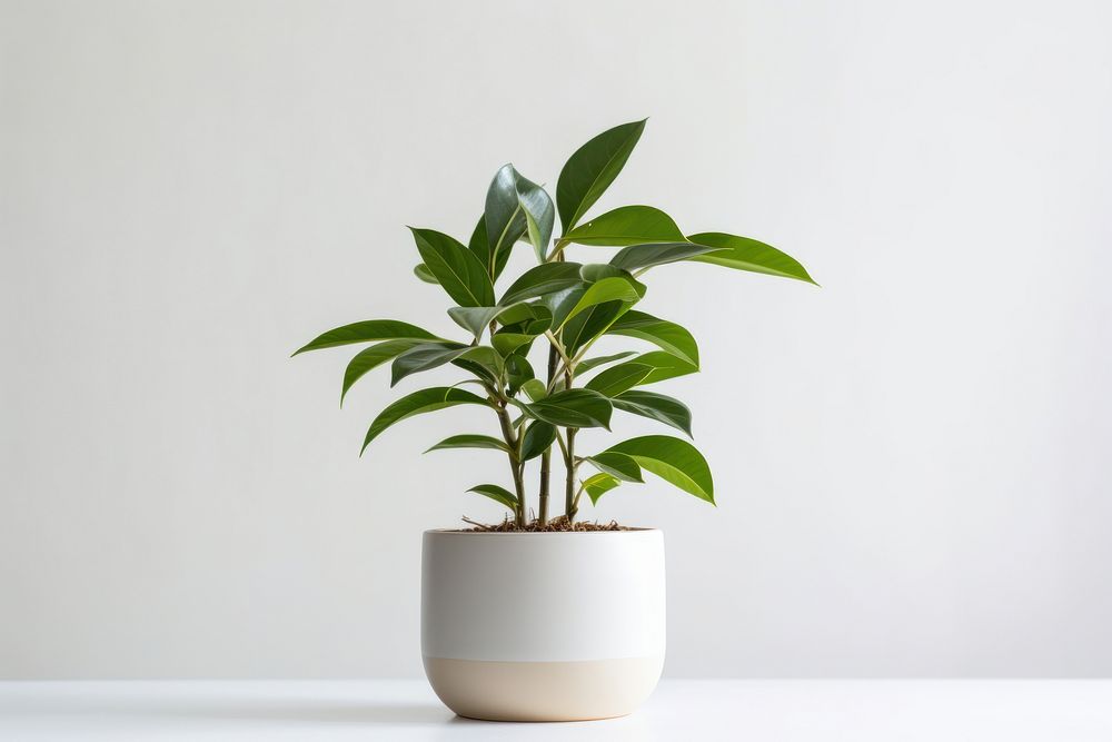 Plant bonsai leaf vase. AI generated Image by rawpixel.