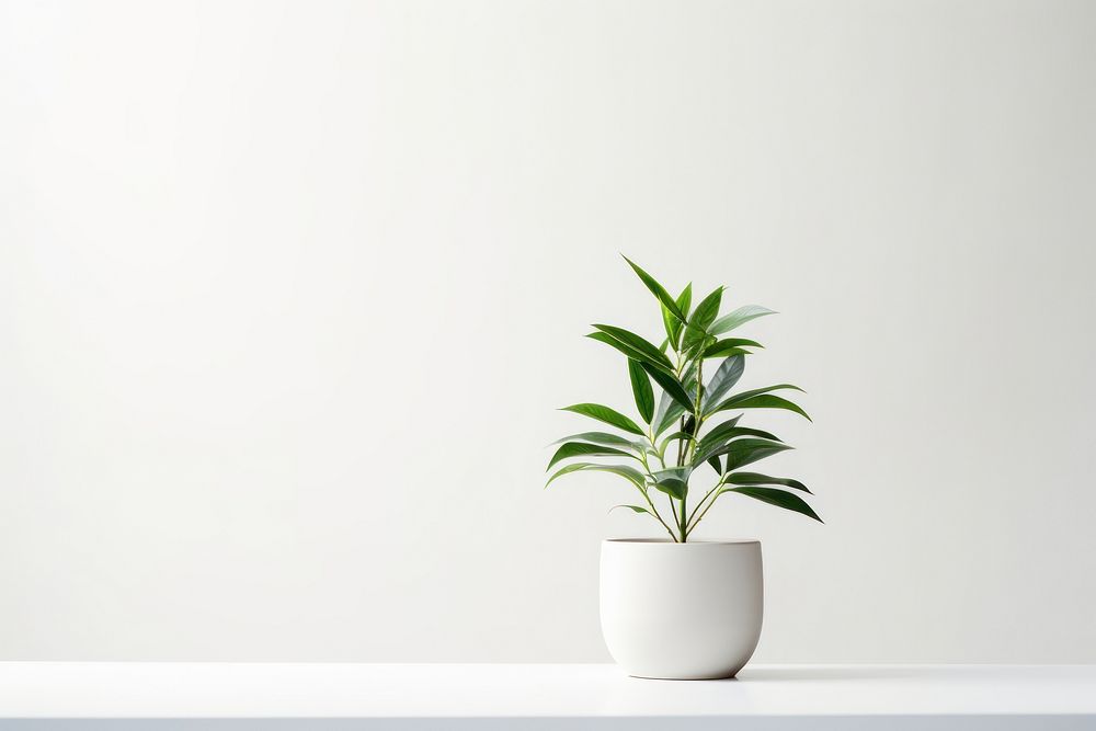 Plant windowsill white leaf. 