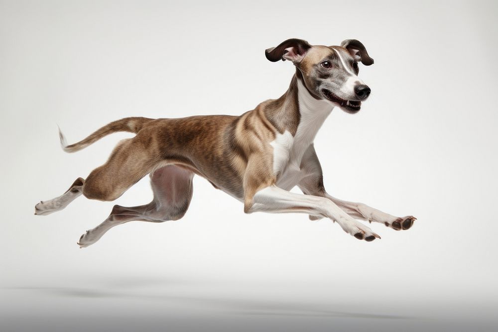 Dog pet whippet running. AI generated Image by rawpixel.