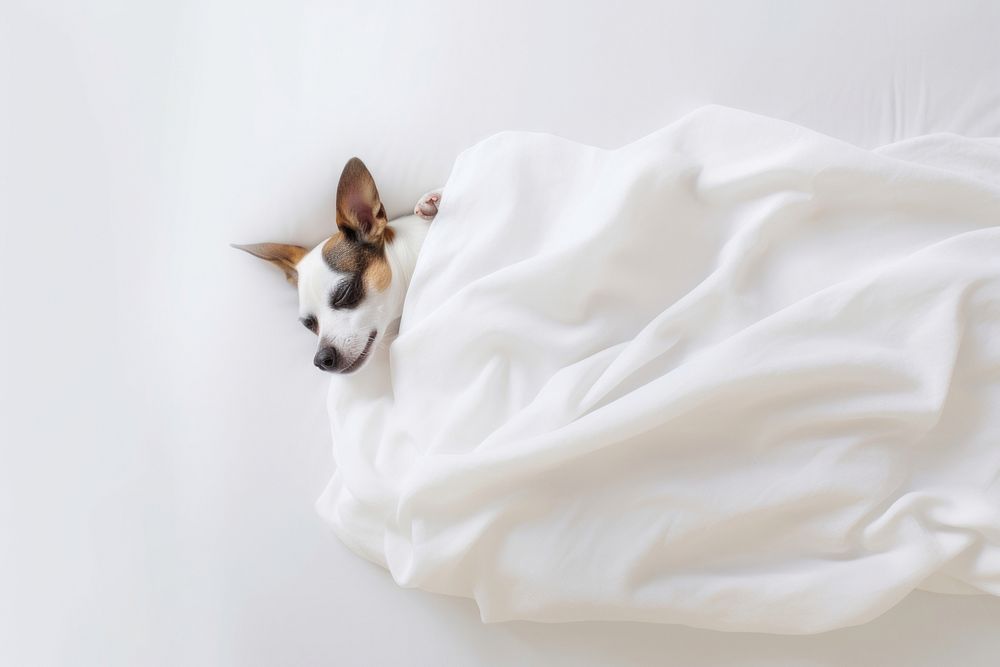 Blanket dog mammal animal. AI generated Image by rawpixel.