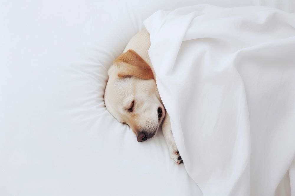 Blanket dog sleeping mammal. AI | Free Photo - rawpixel