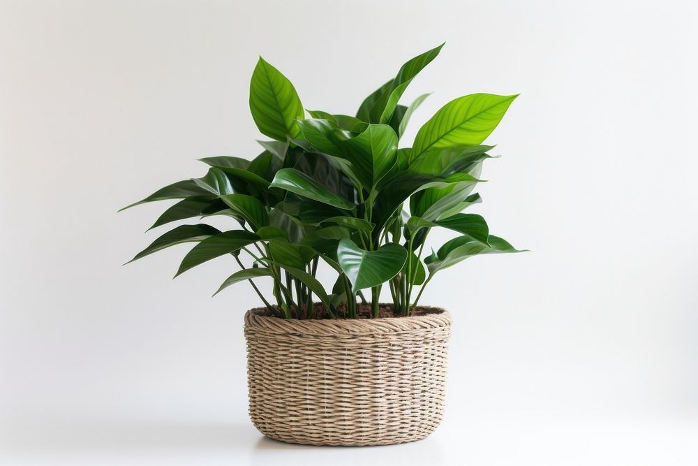Basket plant leaf houseplant. AI generated Image by rawpixel.