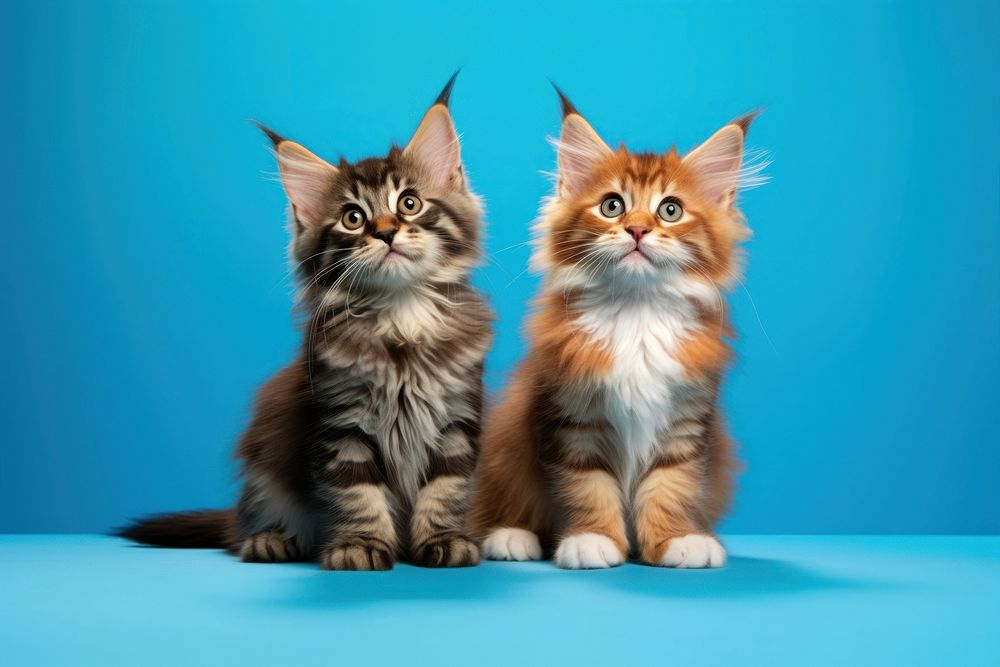 Mainecoon kitten animal mammal. AI generated Image by rawpixel.