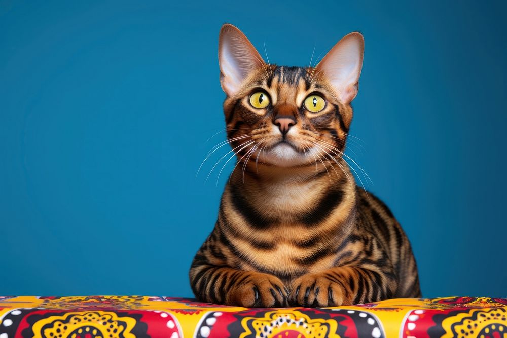 A cute bengal cat animal mammal pet. AI generated Image by rawpixel.