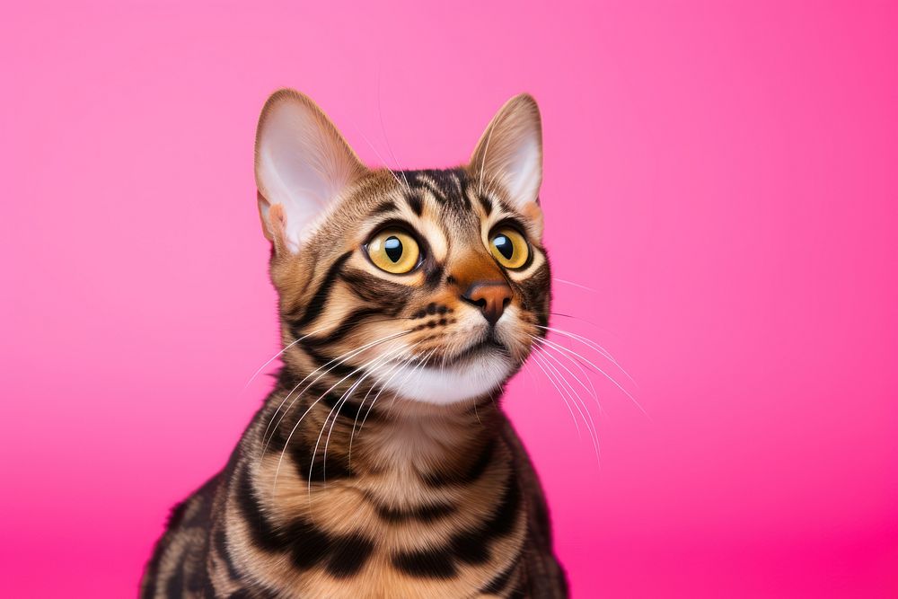 A cute bengal cat animal mammal kitten. 