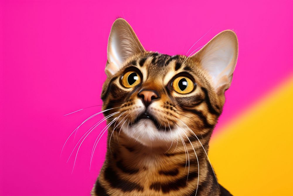 A cute bengal cat animal mammal kitten. AI generated Image by rawpixel.