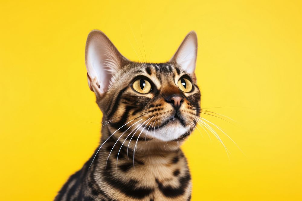 A cute bengal cat animal mammal pet. 