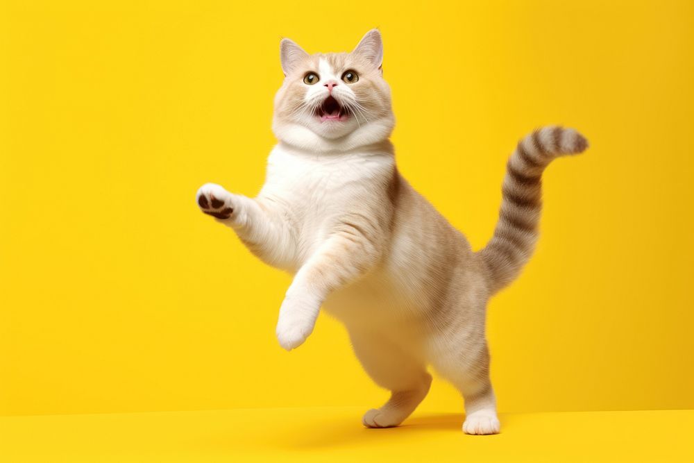 A cute munchkin cat animal mammal kitten. AI generated Image by rawpixel.
