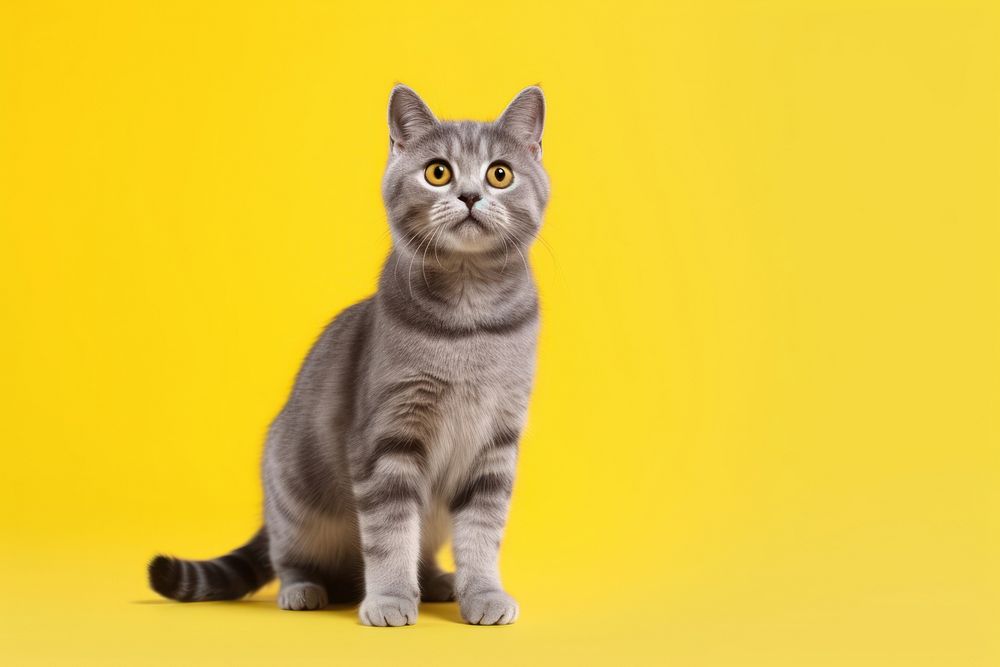 A cute short leg cat pet animal mammal. AI generated Image by rawpixel.