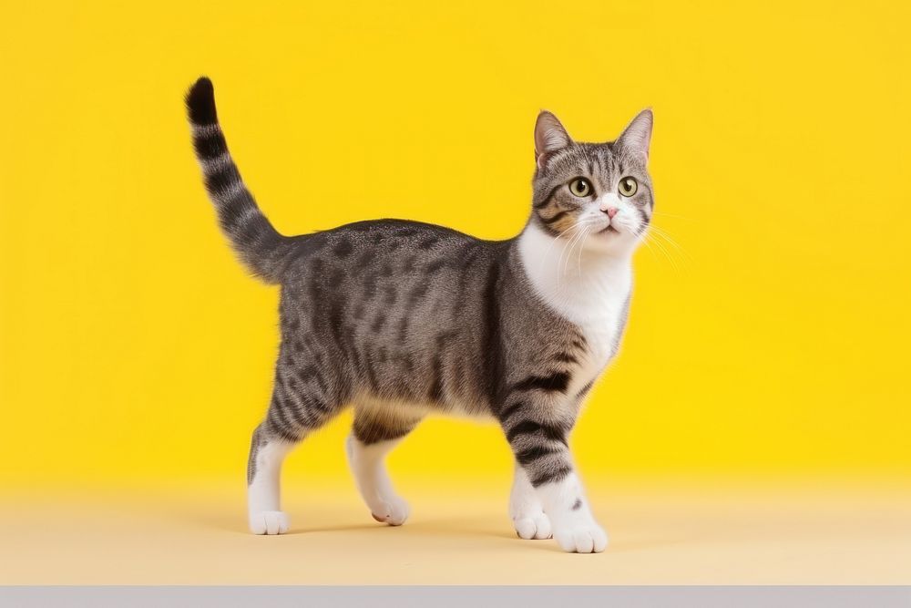 A cute short leg cat animal mammal pet. 