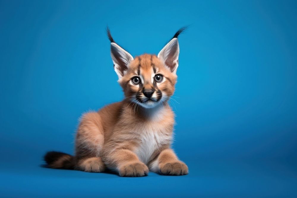 A cute playful caracal wild cat wildlife pet animal. 