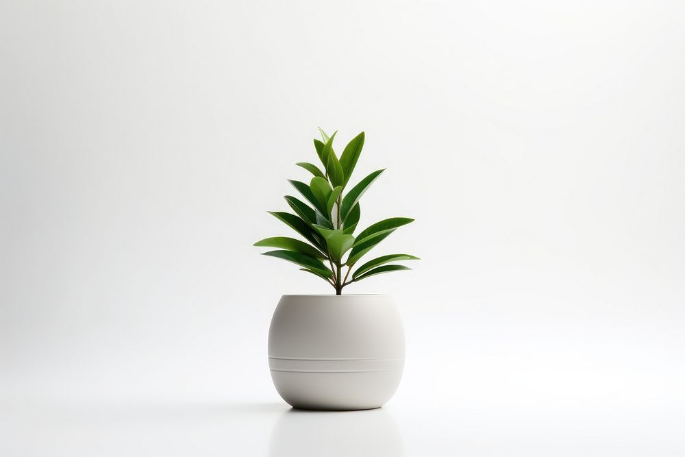 Plant vase leaf white background. 