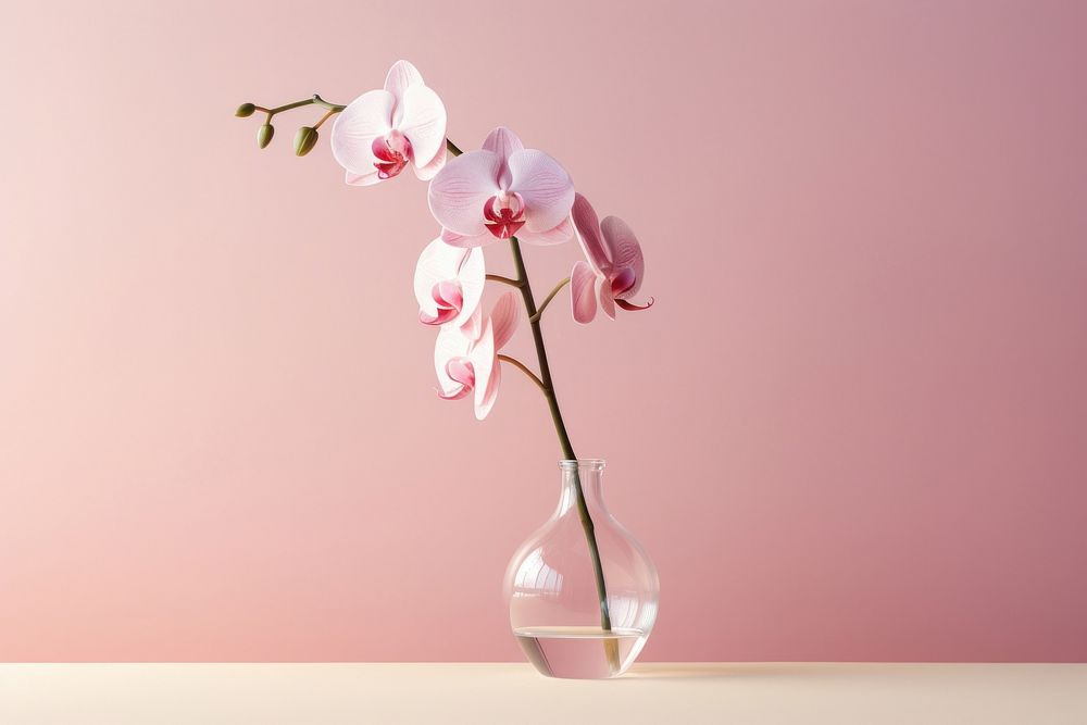 Vase blossom flower orchid. AI generated Image by rawpixel.