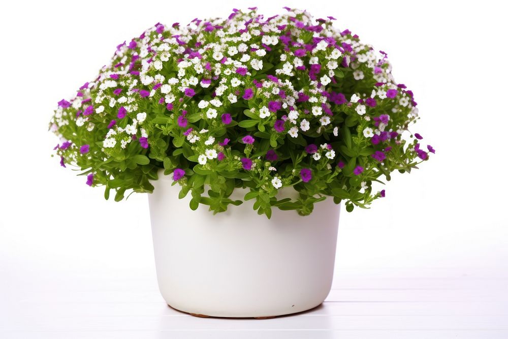Plant flower white herbs. AI generated Image by rawpixel.